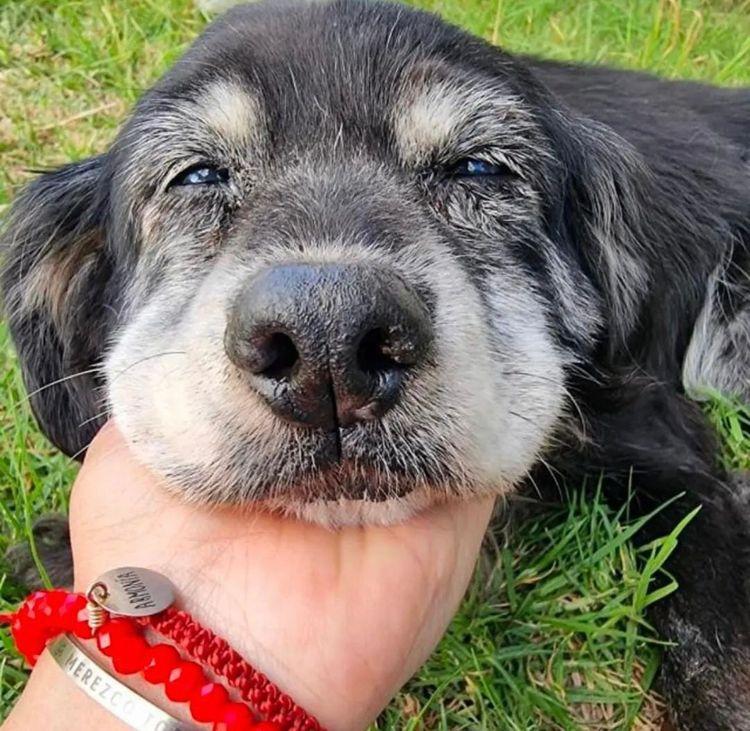 PERRULS: la importante labor de la secretaría de animales de la Universidad de La Serena